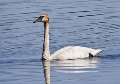 Trumpeter Swan