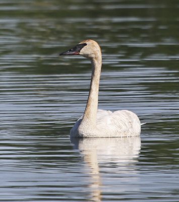 Trumpeter Swan