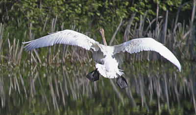 Trumpeter Swan