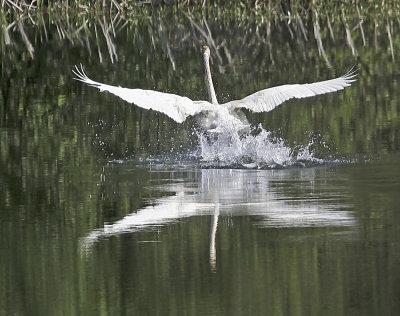 Trumpeter Swan