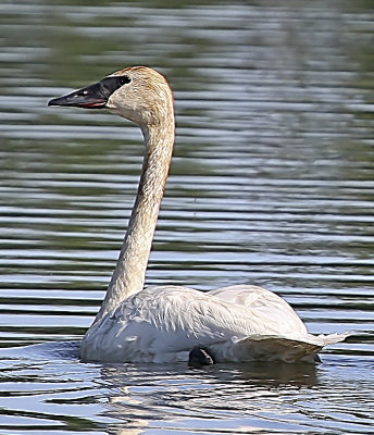 Trumpeter Swan