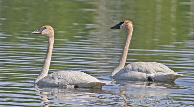 Trumpeter Swan