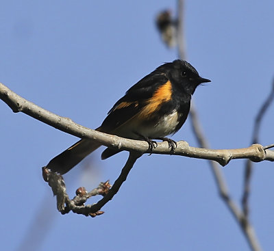 American Redstart