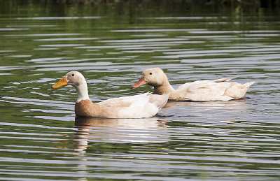 Domesticated Goose