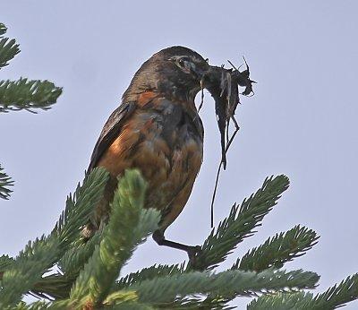 American Robin