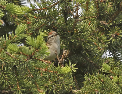 Chipping Sparrow