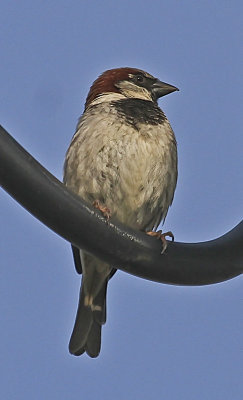 House Sparrow