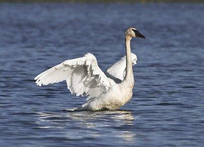 Trumpeter Swan