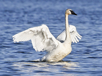 Trumpeter Swan