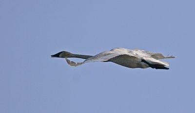 Trumpeter Swan