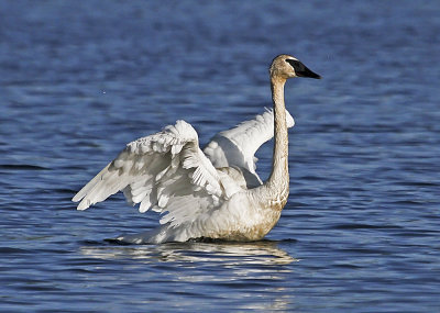 Trumpeter Swan