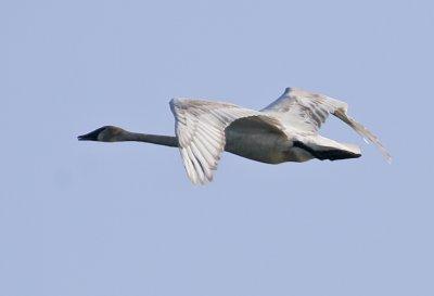 Trumpeter Swan