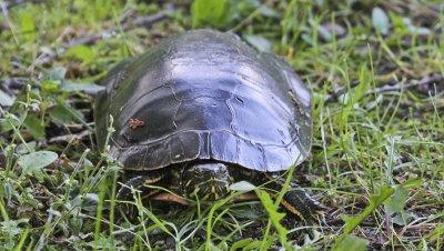 Freshwater Turtle 