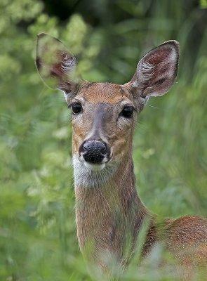 White-tailed Deer 