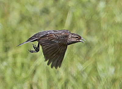 Blackbird (female)