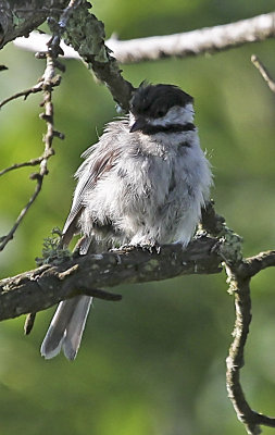 Black-capped Chickadee