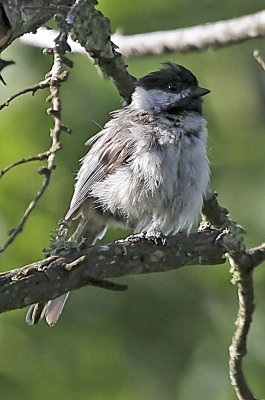 Black-capped Chickadee