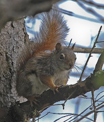 tree squirrel 