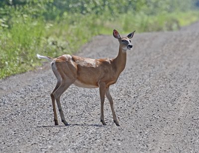 white-tailed deer