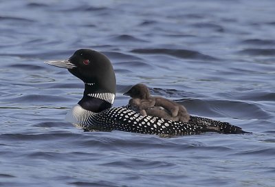 Common Loon
