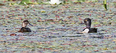Common Goldeneye