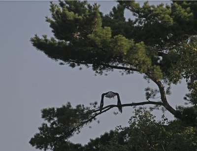 Bald Eagle