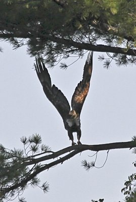 Bald Eagle