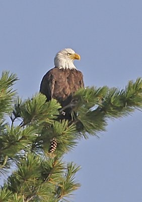 Bald Eagle