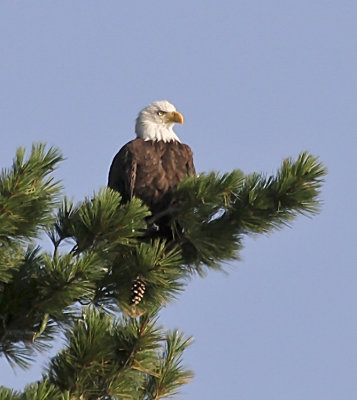 Bald Eagle