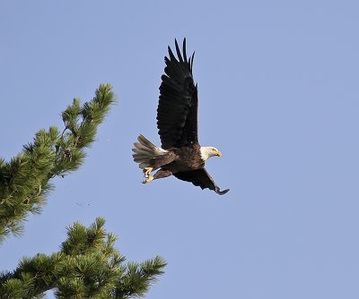 Bald Eagle