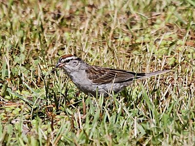 Chipping Sparrow