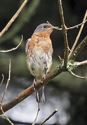 Eastern Bluebird