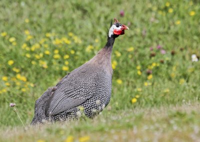 Guinea Hen