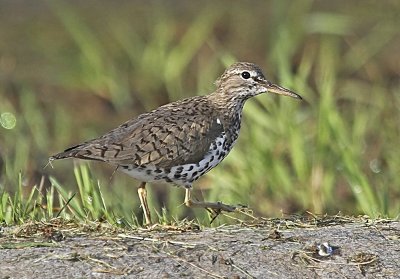 Spotted Sandpiper 