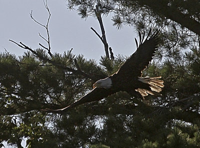 Bald Eagle