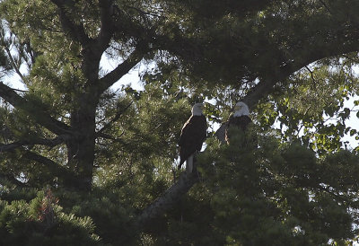 Bald Eagle