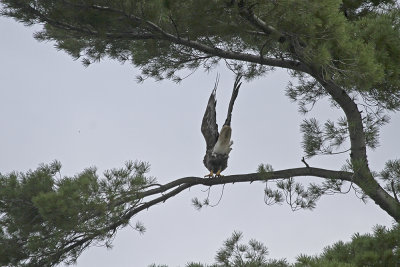 Bald Eagle