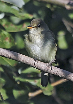least Flycatcher