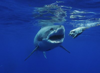 Great White Shark expedition