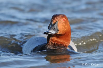 Pochard / Tafeleend