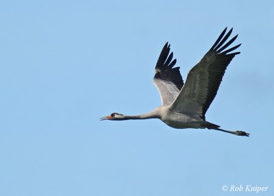 Crane / Kraanvogel