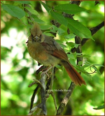 052006 juvy cardinal1.jpg