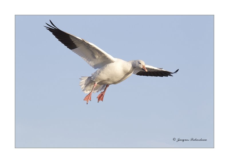 Oie des neiges / Snow Goose