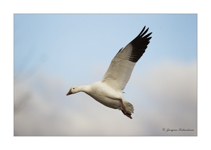 Oie des neiges / Snow Goose