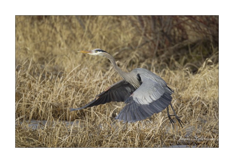 Grand Hron / Great blue Heron