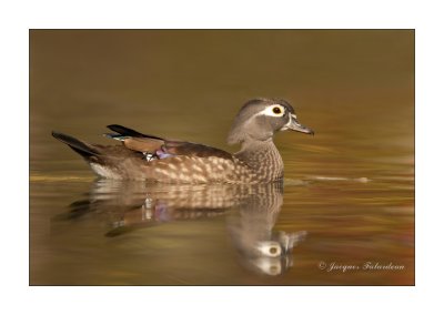femelle branchue / female Wood Duck
