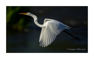 Grande aigrette / Great Egret