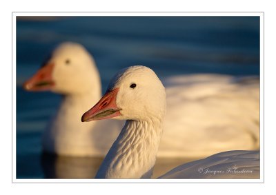 Oie des neiges / Snow Goose