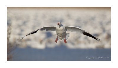 Oie des neiges / Snow Goose