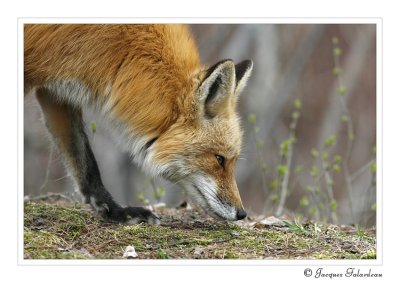 renard_roux__red_fox